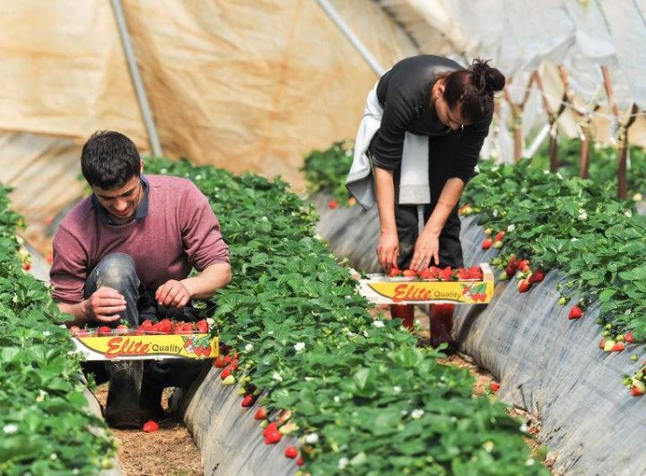 forta de munca agro