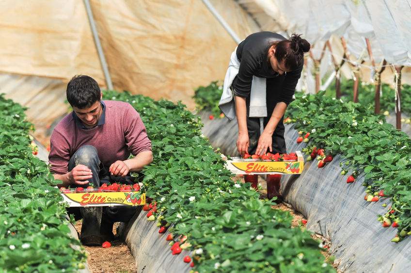 forta de munca agro