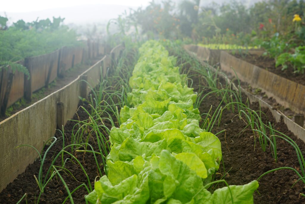 Agricultura sinergetică