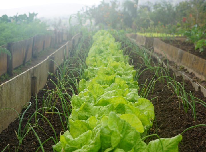 Agricultura sinergetică