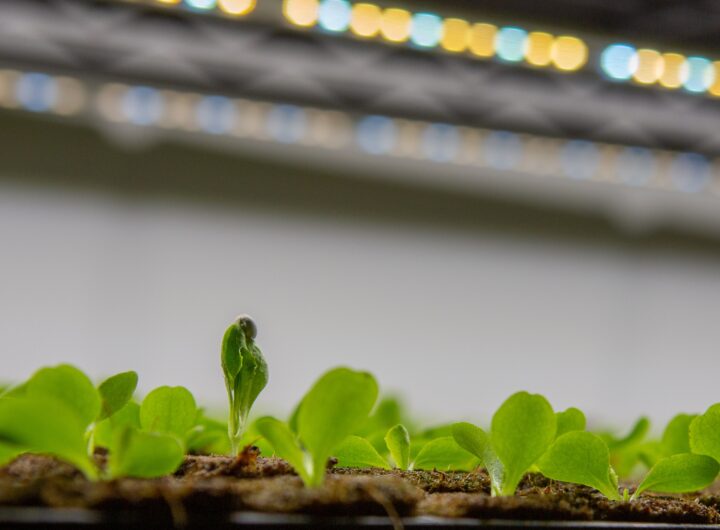 Vertical farming