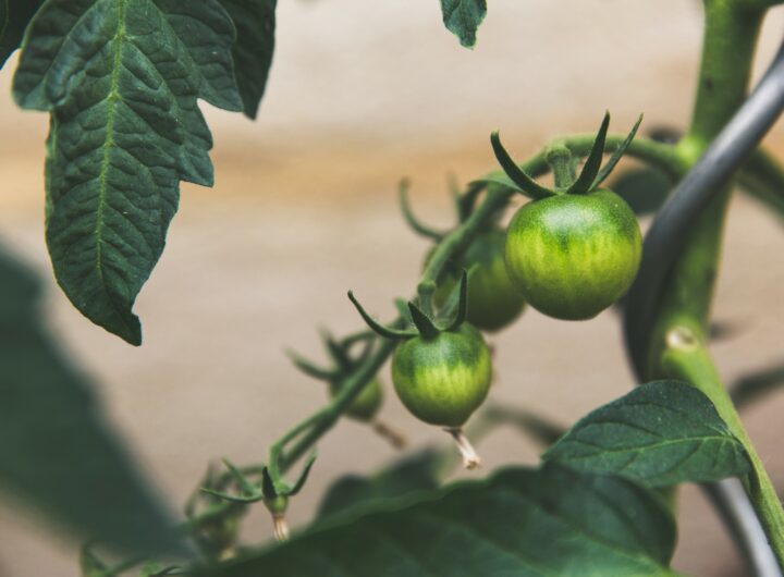 Agricultura organică