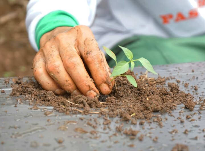 educația agricolă