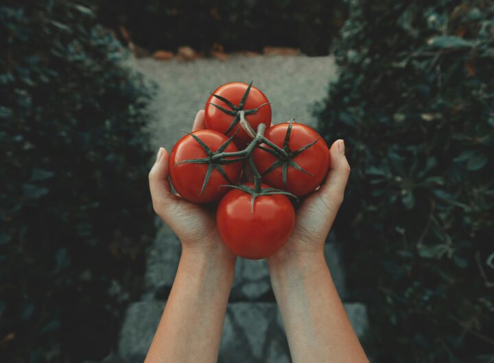 micii agricultori