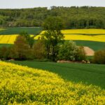 agricultura