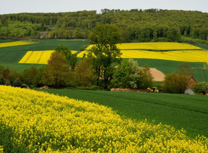 agricultura